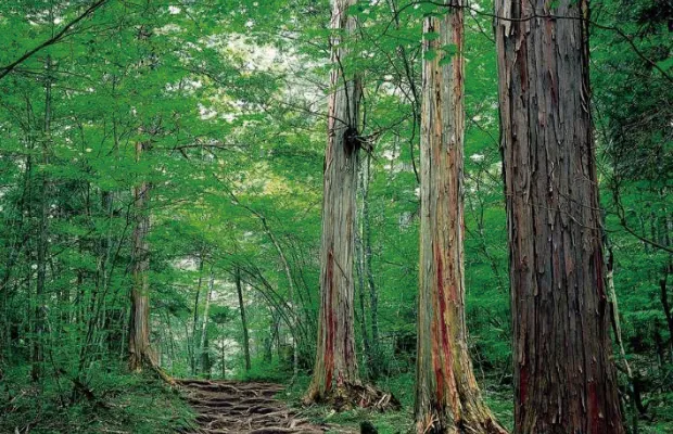 耐久性のある天然無垢材