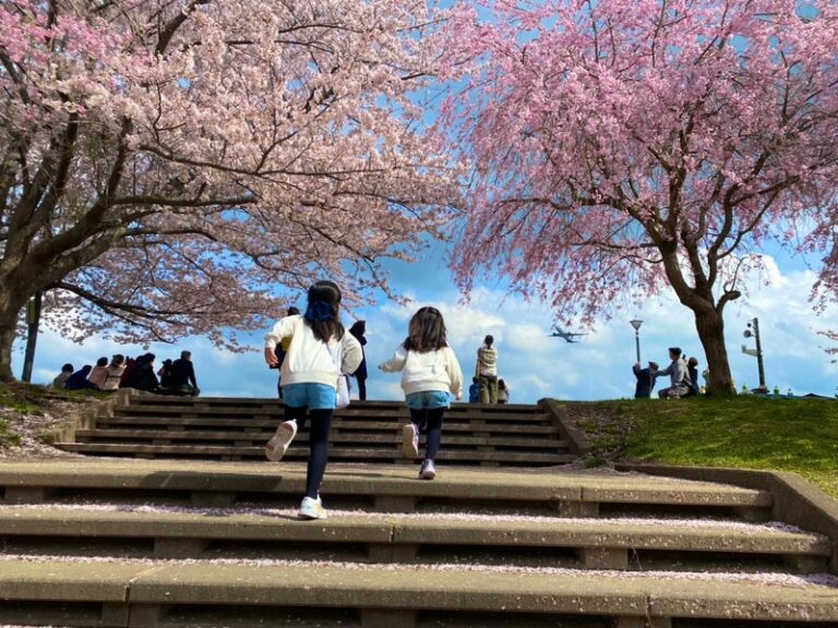 さくらの山公園