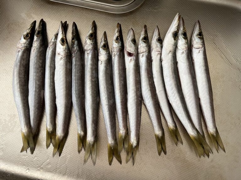 釣りに行ってきました♪アジングのはずが・・・