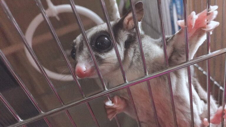 【わが家のペット】