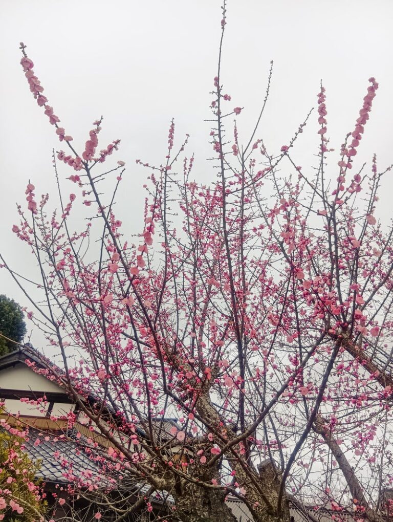 春を感じる花たち