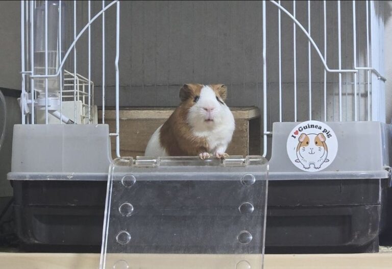 臆病だけどかわいい モルモットのモルティ♪